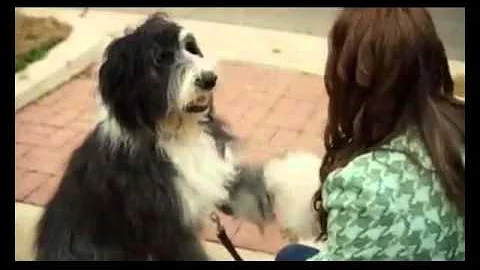 A Dogwalker's Christmas Tale Trailer for movie review at http://www.edsreview.com