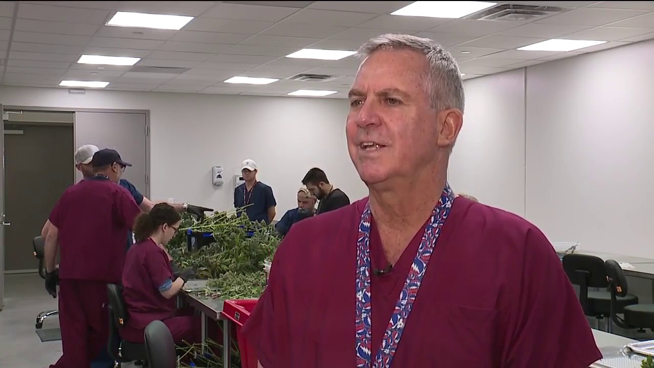 Budding business: Eastlake's medical marijuana plant preps for harvest