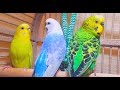 A unique recording of 10 Hr parakeet birds singing to help people relax and rid of anxiety.