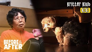 Dog Falls Into Depression And Hides Under Bed | Before & After Makeover Ep 59