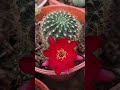 Lobivia arachnacantha #cactus #flower #flores