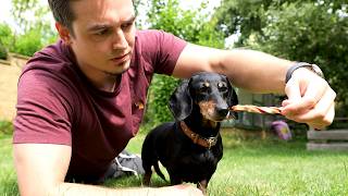 Starého psa nic nenaučíš 🌭🐕