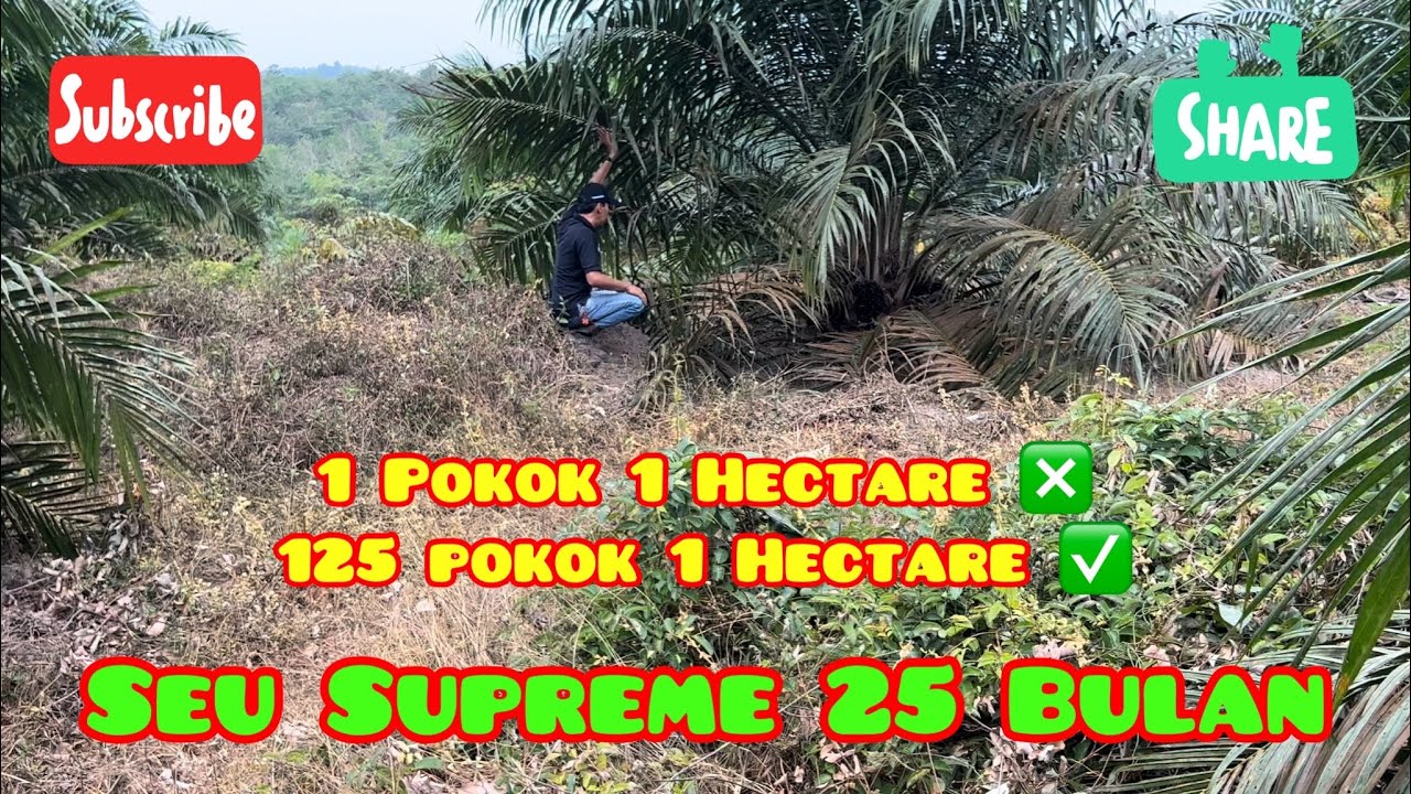 1 Pokok 1 Hectare SEU SUPREME 25 Bln
