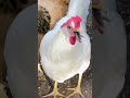 Chicken Swallows A Mouse Shorts Chickens 
