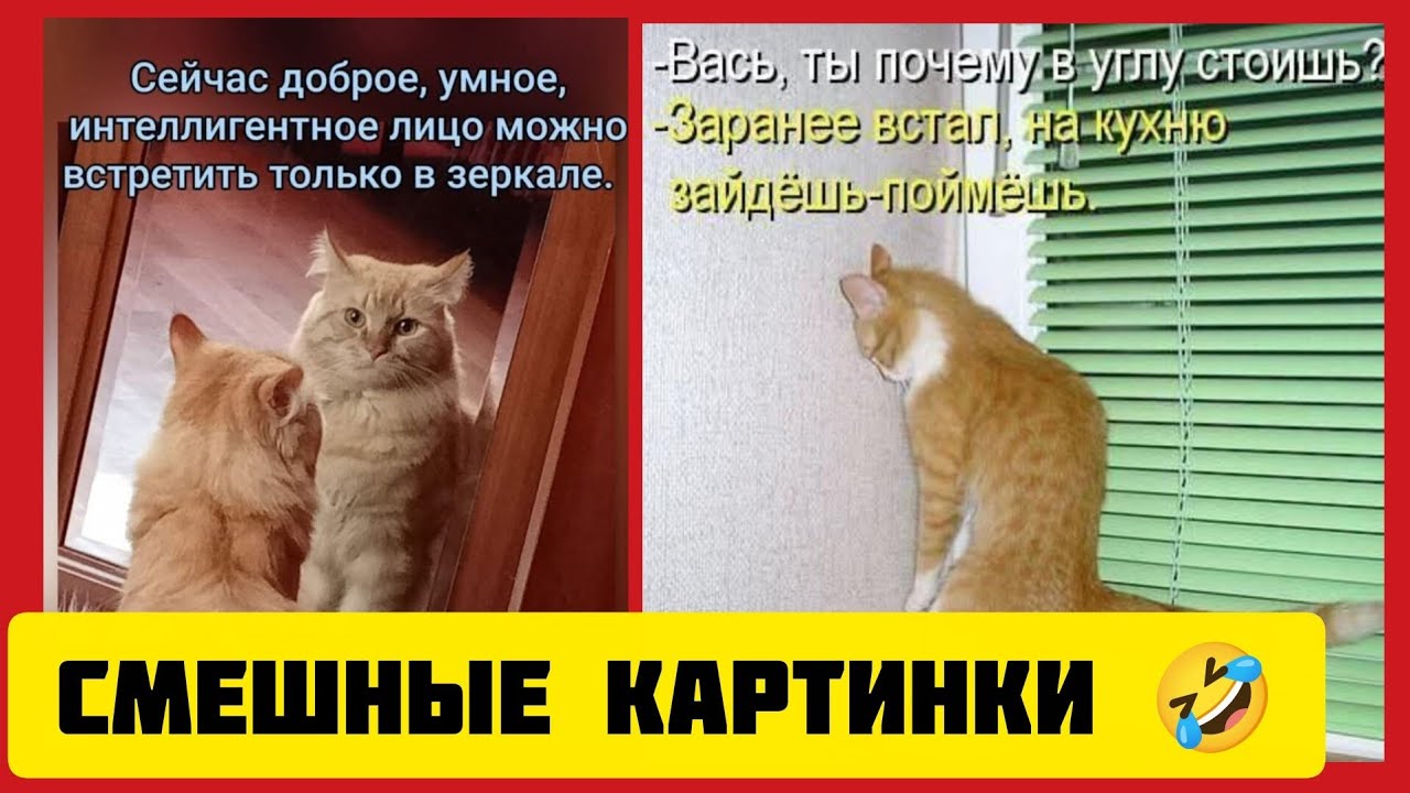 Сейчас доброе, умное, интеллигентное лицо можно встретить только в зеркале.😸смешные картинки🤣