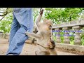 God...Mommy Emila Monkey Holding The Visitor To Ask For Some Food Till He'll Donate Her Some Kindly