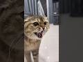I got a new KITTEN 🐱