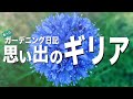 【ガーデン日記＃13】ギリア種蒔きから種採取！成長記録！ガーデニング 庭づくり初心者