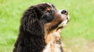 Grooming and Care for Bernese Mountain Dogs