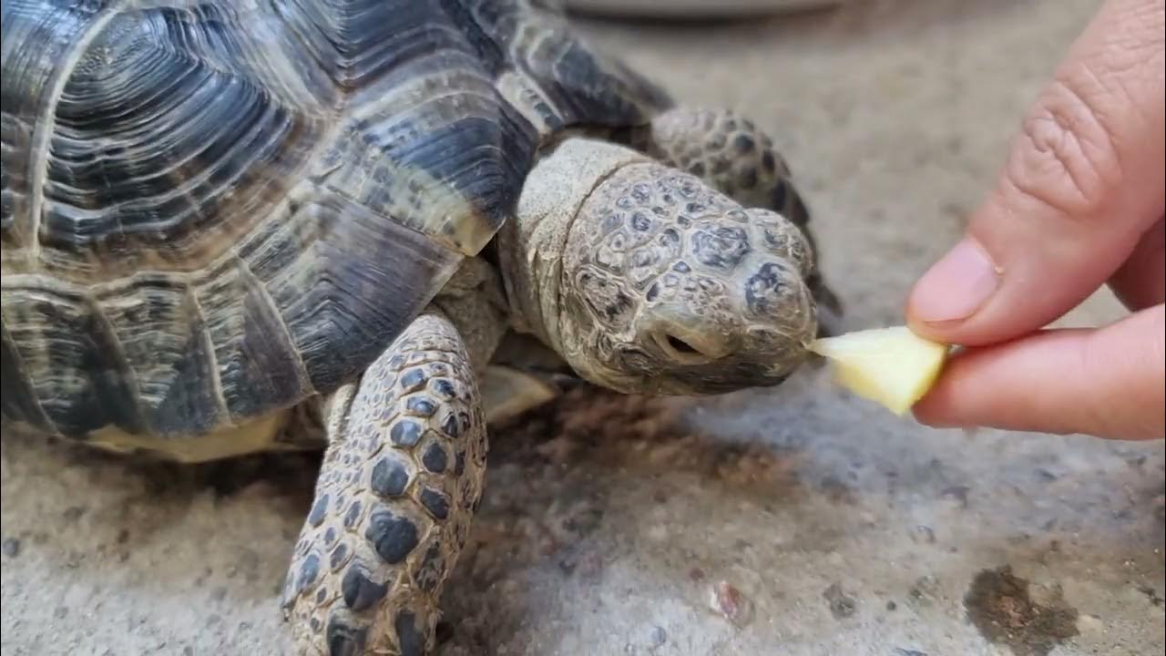Baby Turtles Eat small slices of cucumber, carrot, apple, lettuce YouTube