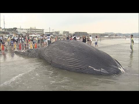 絶滅危惧種のクジラと判明 神奈川 由比ガ浜 18 08 06 Youtube