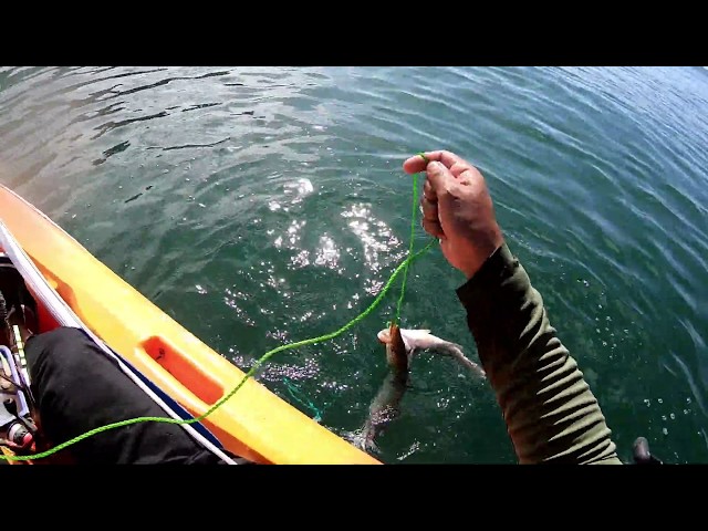 CATCH CLEAN & COOK - Kayak Fishing With A Hand Line For Food In The Ocean -  Lesser Barracuda 
