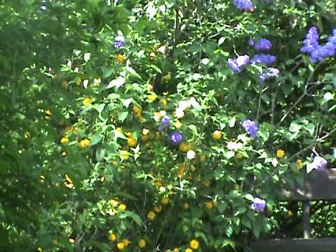 Video: Irisuri Albe (35 De Fotografii): Soiuri De Flori Cu Pete Violet, Albastru și Albastru, Liliac