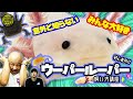 【大人気】ウーパールーパーの飼い方講座【イモリ】
