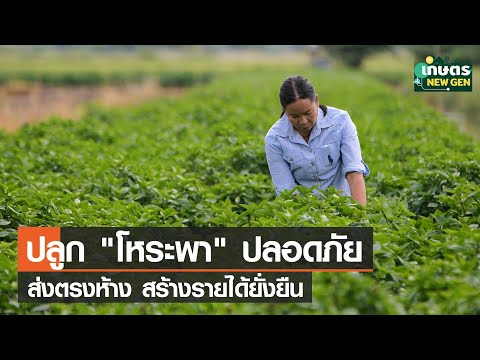 วีดีโอ: โหระพาไทยใช้ - เรียนรู้วิธีการปลูกโหระพา
