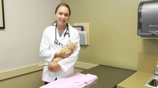 How Many Teeth Do Kittens Have? Cats As Pets