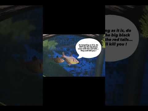 None of the tetras died, but they have had their little FAFO moments…