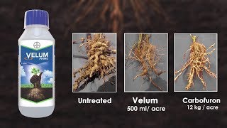 Velum Prime: Stop Root Knot Nematodes!  Plant Protection Guide | Bayer Crop Science India