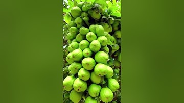 🌿Great idea to propagate guava tree by air layering using a potatoes🥔 #guava #propagate_guava_tree