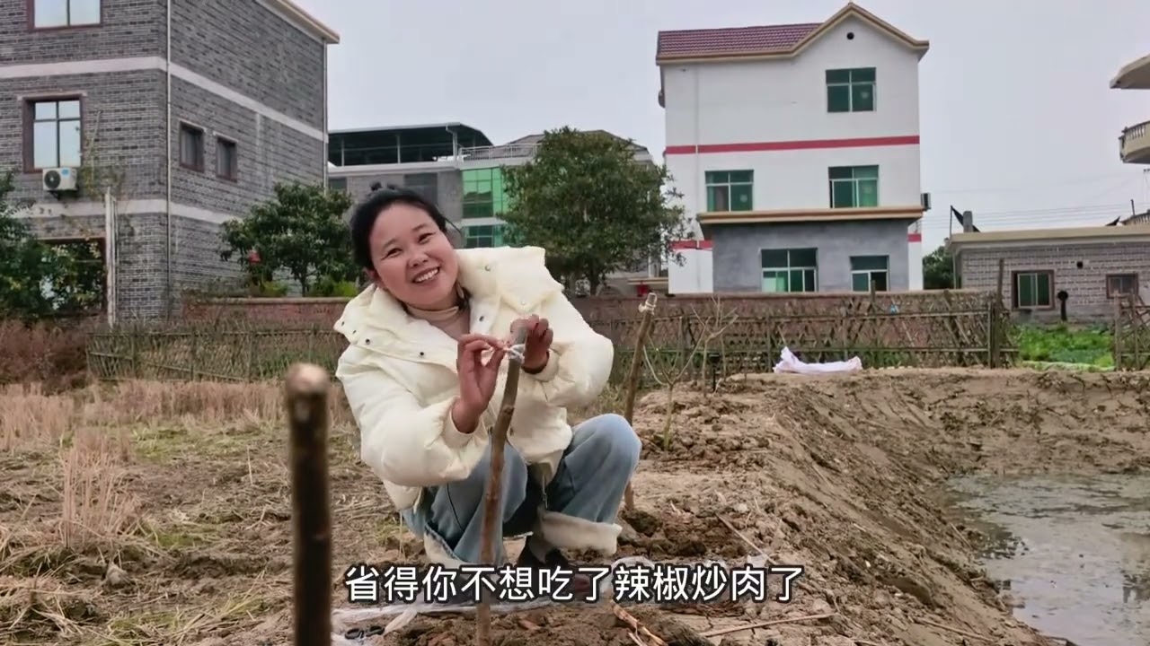 果园挖回的桑葚种下了，爸爸一网5条鱼，现宰的鱼烧萝卜丝太鲜了