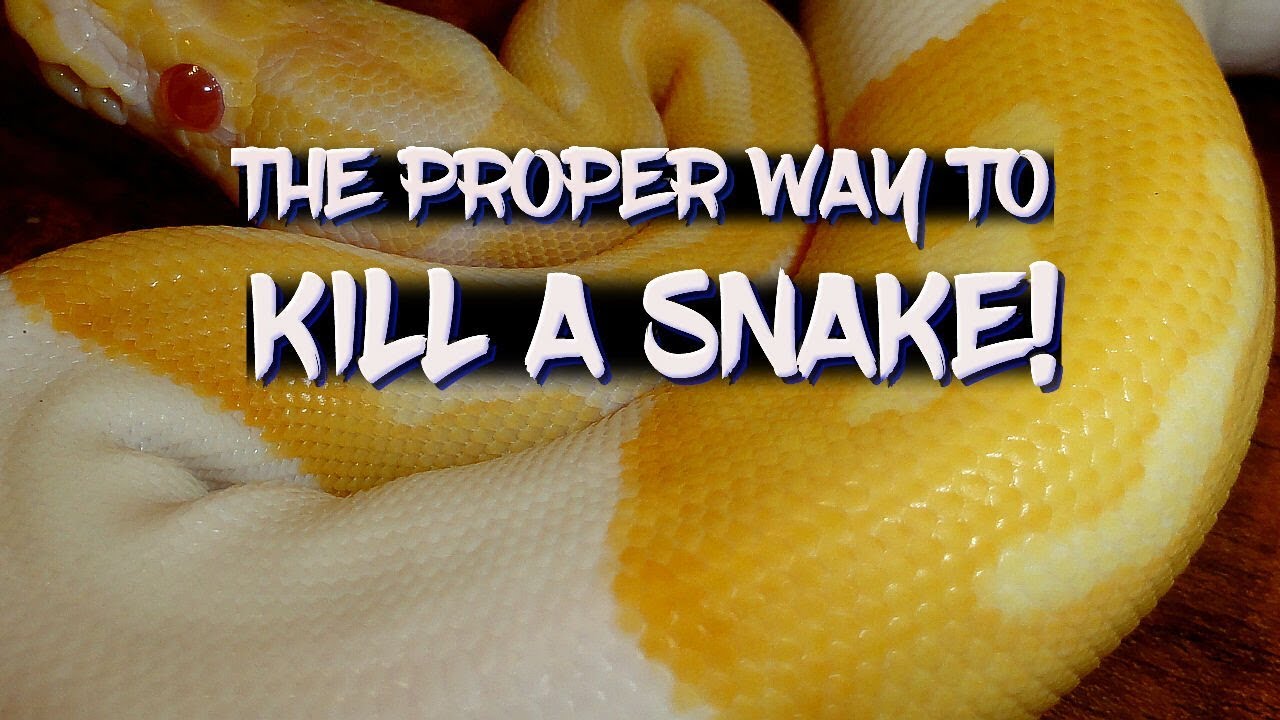 How to Humanely Kill a Burmese Python?