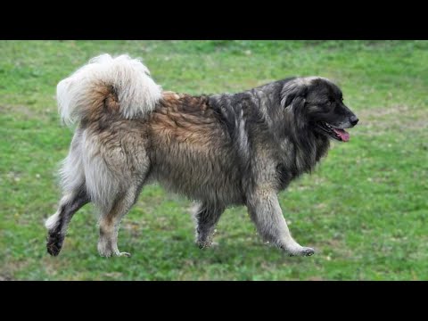 Video: O Shar Mountain Dogs