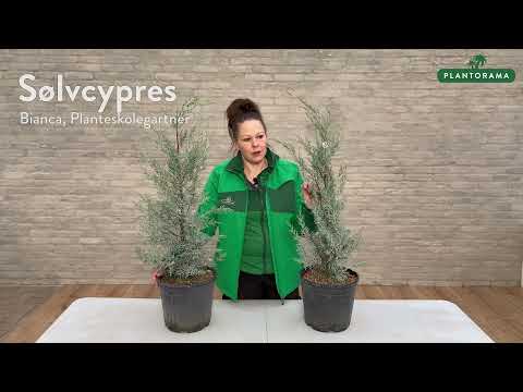 Video: Hvordan beskærer man en cupressus macrocarpa?