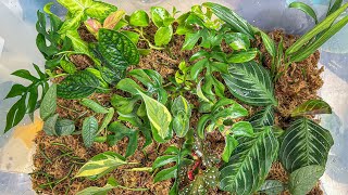 How I Turned $30 Into (Theoretically) $1,000 With Plant Cuttings