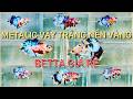Clip 01-04. NEMO METALIC GIÁ RẺ 50,60,70k.... Mời AE vào ngắm cá giải trí, ủng hộ em nhé.