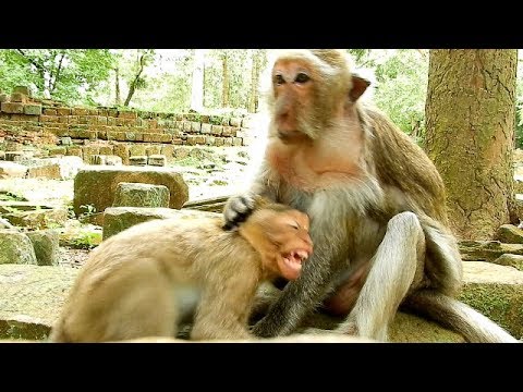 baby monkey pet stores Ah ! Baby Timo Cry Terrify Angry mom Tima / Tima Ignore Timo Cry Loudly Like This .