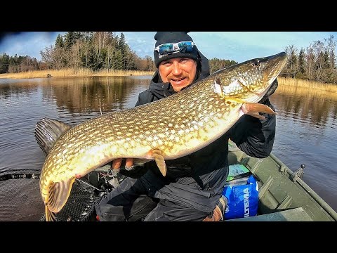 Video: Kuinka Täyttää Haukia