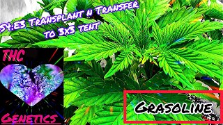 Seed to Harvest - Grasoline
