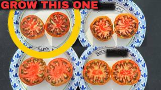 I Grew 4 Famous BLACK Tomatoes...Which One Tastes BEST??