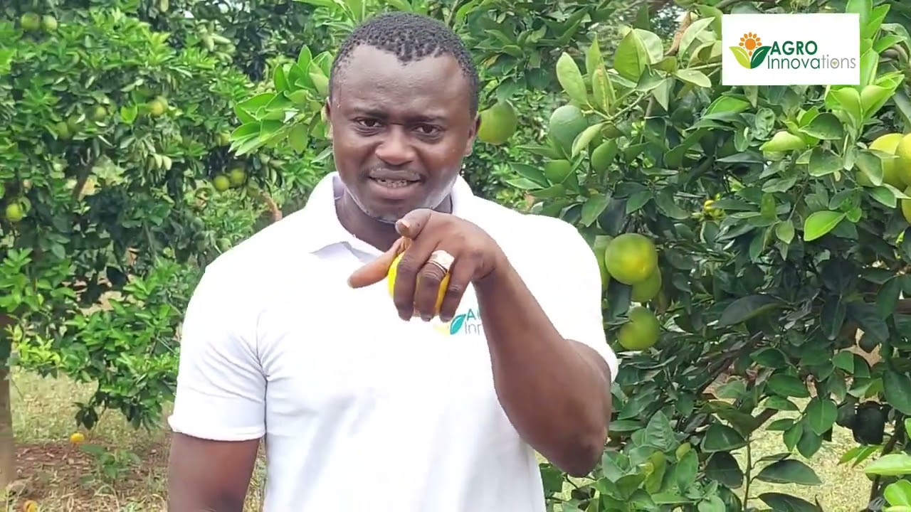 Mettez en place votre verger pendant qu'il est temps