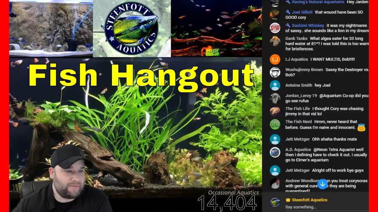 Aquarium Live Stream Lets hangout and talk Fish YouTube