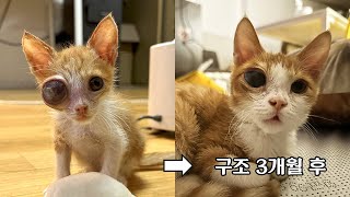 What Happened After 3 Months of Loving Care for a Kitten With an Eye Injury? by 뚜리뚜바랑 DDU Cat Family 318,441 views 4 months ago 11 minutes, 47 seconds