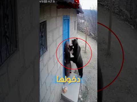 هجوم الدب علي سيدة عجوز