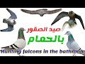 Discover Valuable Secrets Of Bird Hunting Discover Valuable Secrets Of Bird Hunting