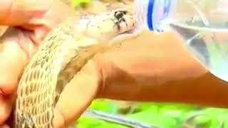Hindistan'da, susamış kobraya su veren bir orman görevlisi Resimi