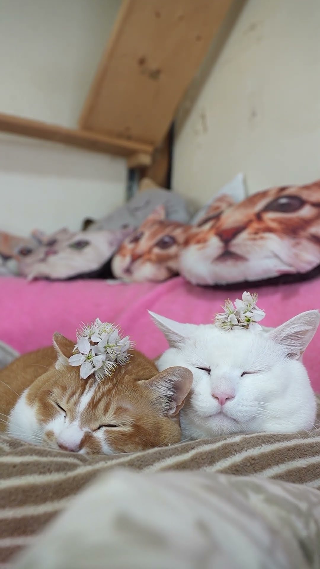 さくらんぼ ねこ さくらんぼの花 260419 #のせ猫 #花 #cat #cute #ネコ #cutecat #ねこ