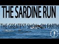 THE GREATEST SHOAL ON EARTH - THE 5 MOST EXCITING DAYS OF MY LIFE! South African Sardine Run 2017