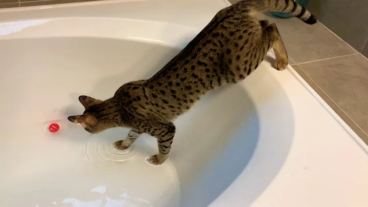 Watch the video about Big Cat Doesn’t Mind Being In The Water At All / Cute Cat