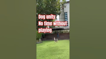 #foryou #pets #song #dogshorts #fortnite #music #fyp #gaming #shorts