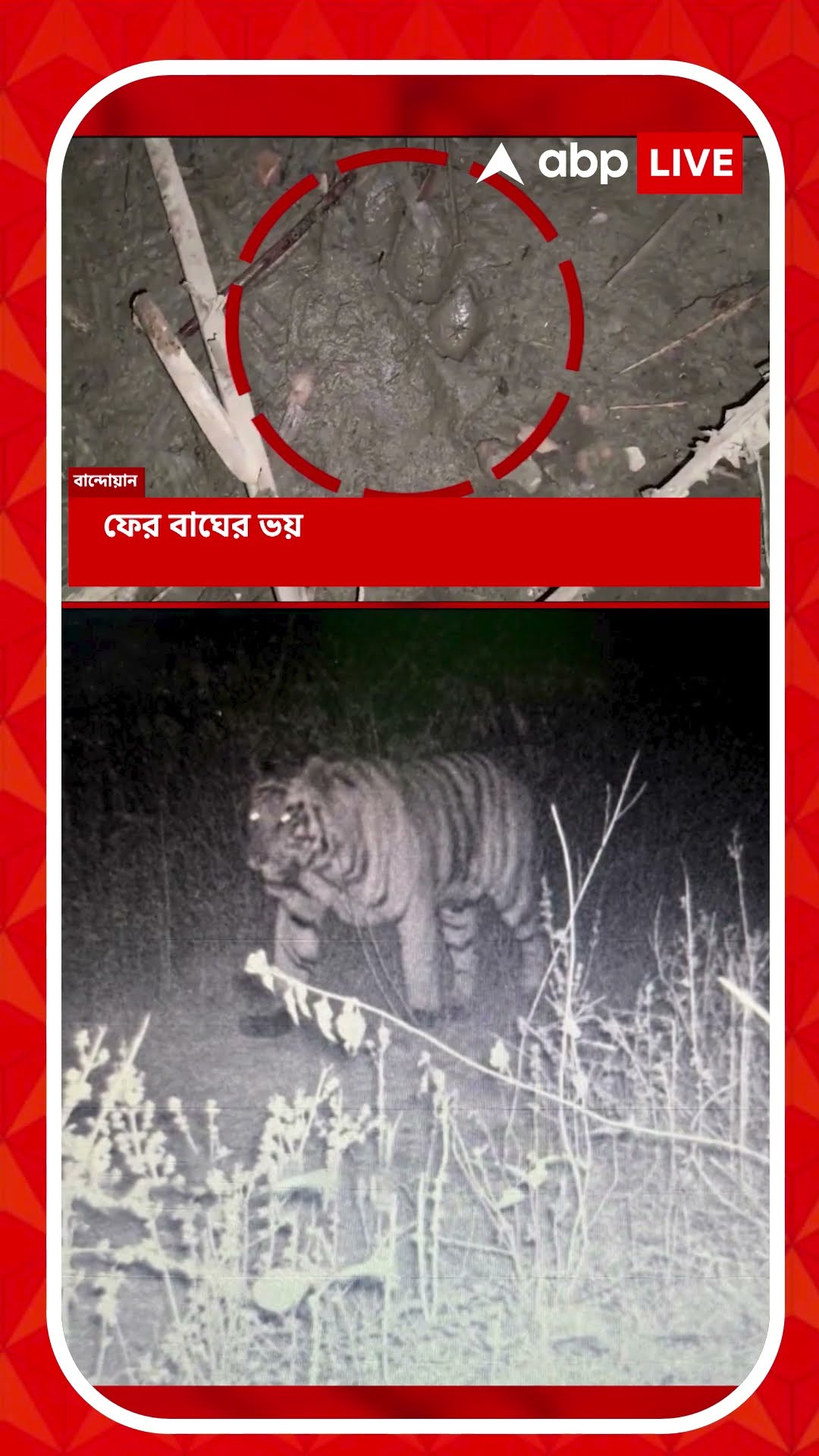 এবার পুরুলিয়ায় বাঘের হানা, জঙ্গলে ঘুরছে রয়্যাল বেঙ্গল