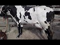 FEIRA DAS VACAS LEITEIRAS DE CAPOEIRAS PE DIA. 22.11.2019