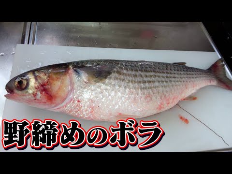[The wild-caught fish is also delicious] The seasonal mullet caught in Mikawa Bay is also excelle...