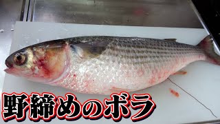 【野締めもうまい】旬の三河湾のボラも絶品です!!