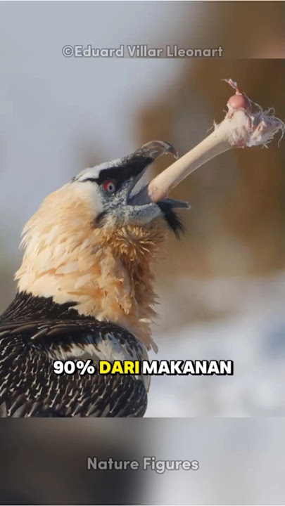 Burung Bangkai Berjanggut | Bearded Vulture Si Pemakan Tulang Sejati