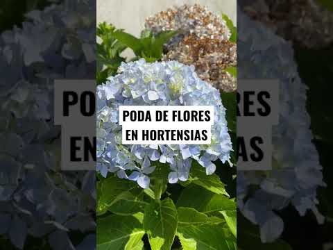 Vídeo: Flor de hortênsia. cultivo