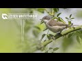 Lesser Whitethroat Song Lesser Whitethroat Song